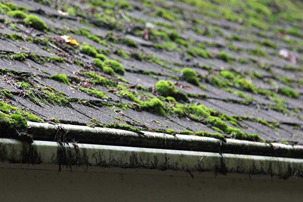 Roof Cleaning